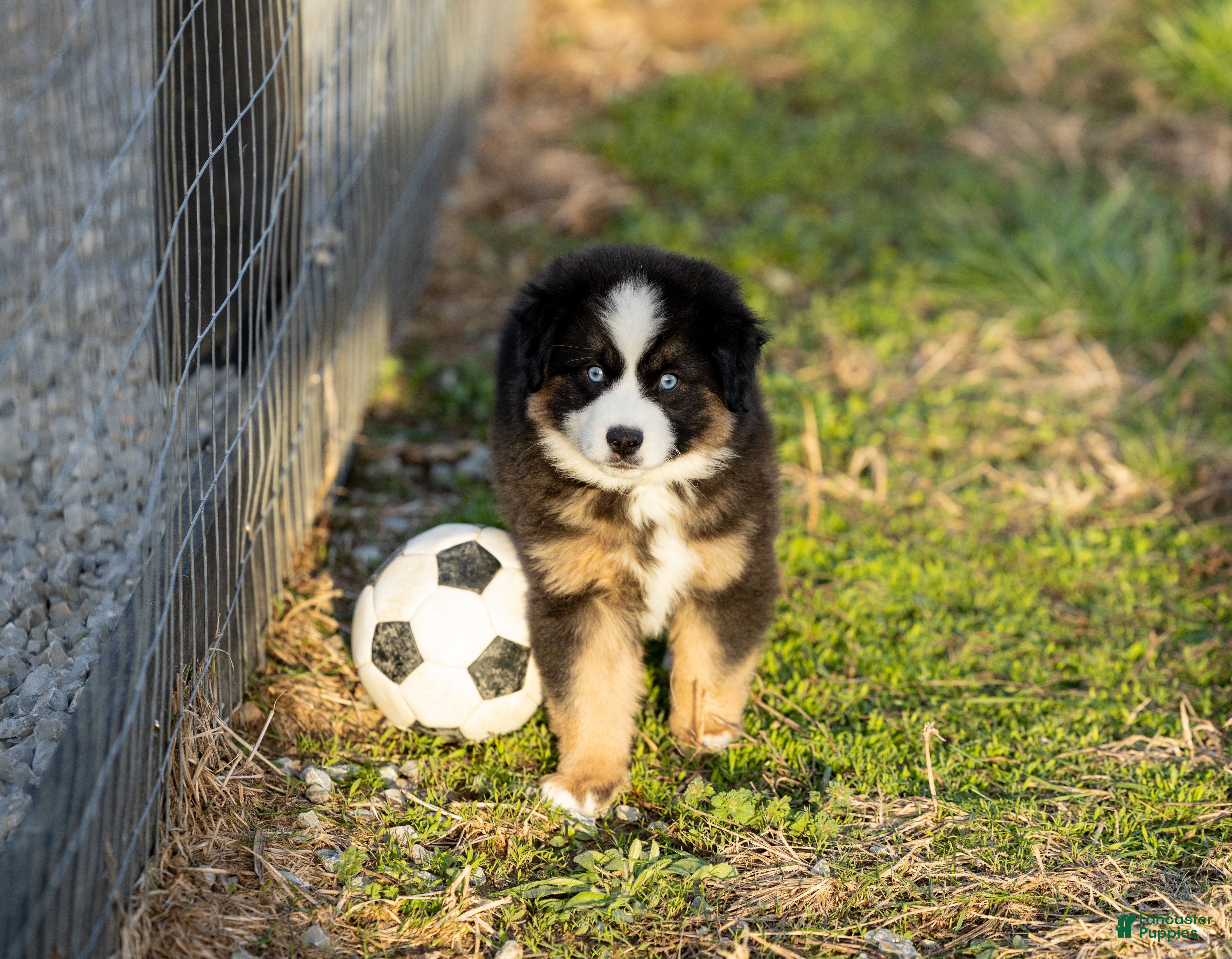 Miniature Australian Shepherd dogs Crackle Miniature Australian Shepherd Puppy  - Ad 1