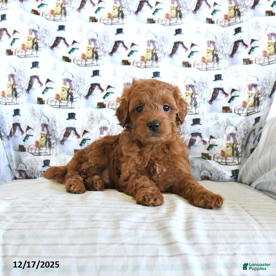 Mini Goldendoodle dogs Finn - Ad 13