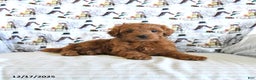 Mini Goldendoodle dogs for sale: Finn - Ad 1