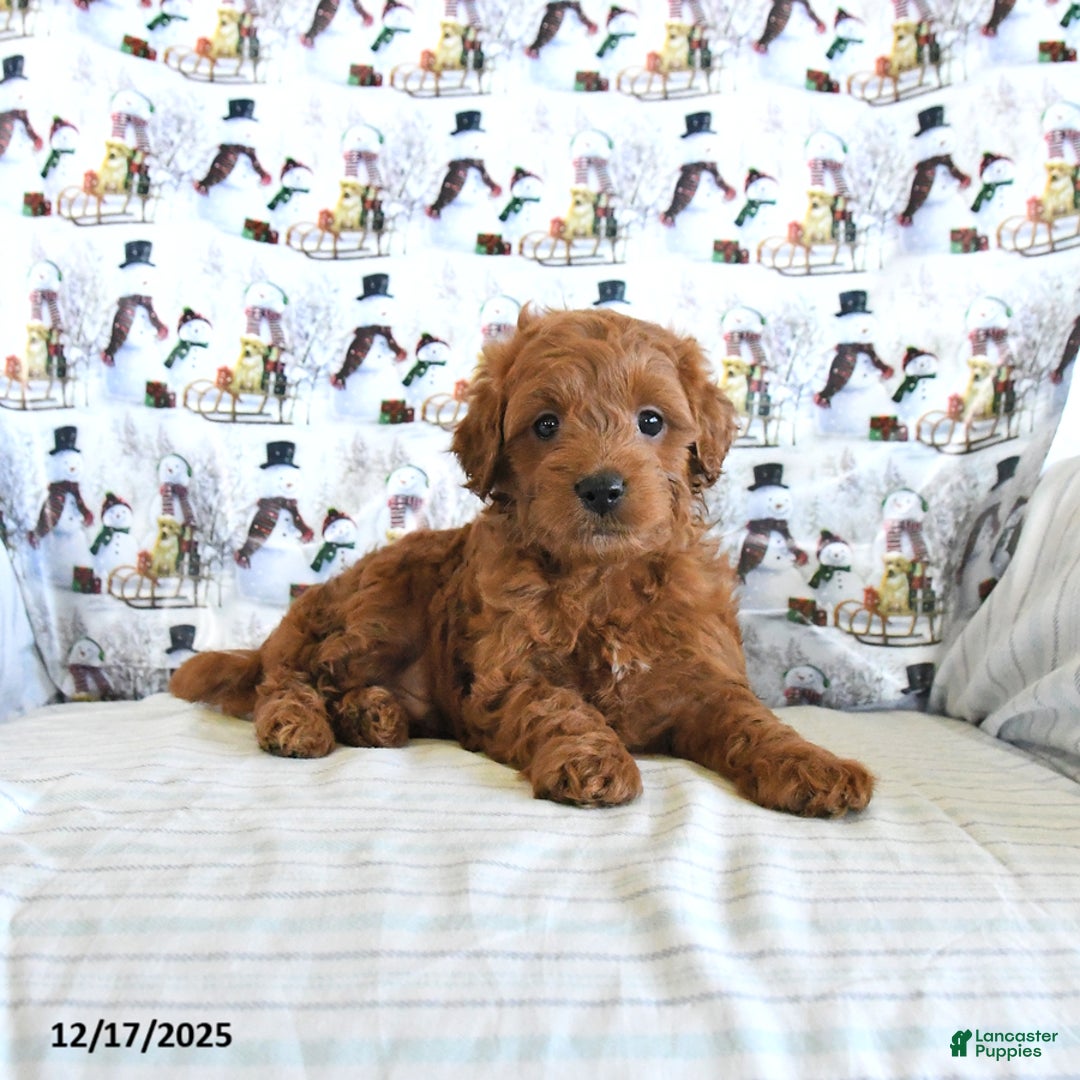 Mini Goldendoodle dogs for sale: Finn - Ad 1