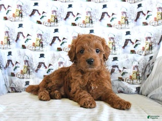 Mini Goldendoodle dogs Finn - Ad 13