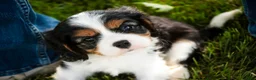 Cavalier King Charles Spaniel dogs for sale: Landry - Ad 9