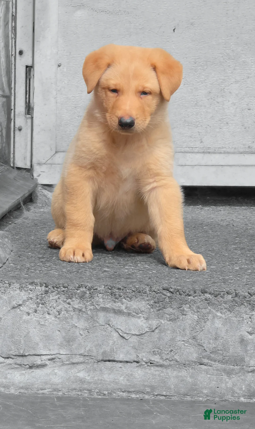 German Shepherd dogs for sale: Diesel - Ad 1