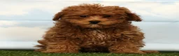 Havapoo dogs for sale: Hope - Ad 2
