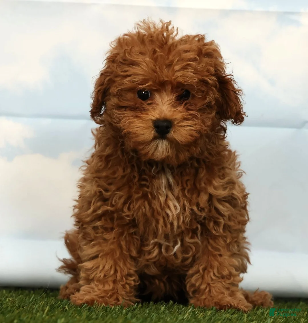Havapoo dogs for sale: Hope - Ad 2