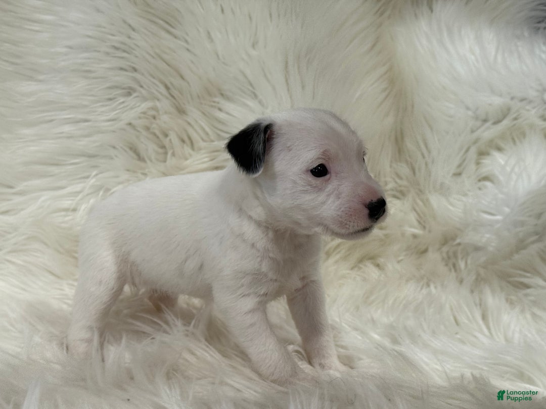 Jack Russell Terrier dogs for sale: Snow White Puppy 2 - Ad 3