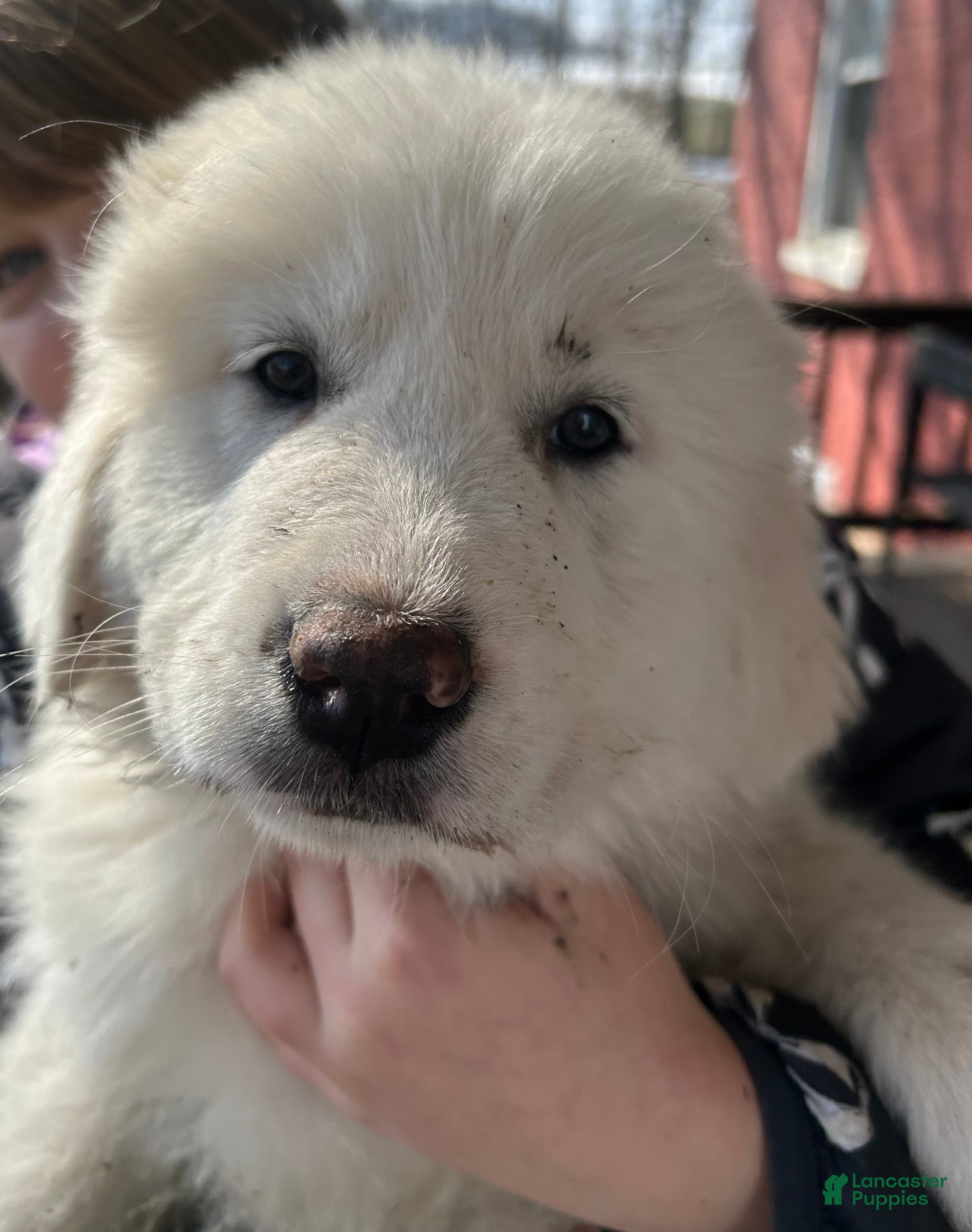 Great Pyrenees dogs Rosie - Ad 40