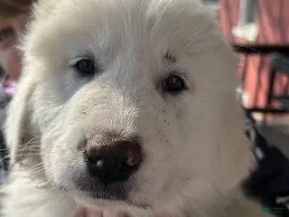 Great Pyrenees dogs Rosie - Ad 40