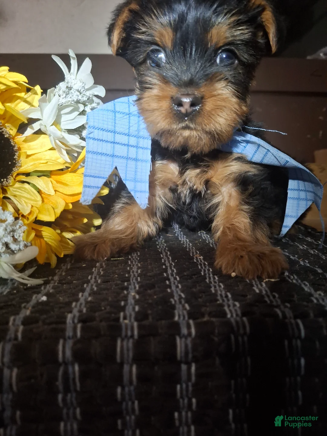 Yorkshire Terrier dogs for sale: Yorkshire Terrier Puppy 1 - Ad 1