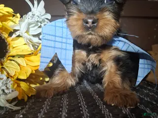 Yorkshire Terrier dogs Yorkshire Terrier Puppy 1 - Ad 22