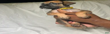 Presa Canario 5