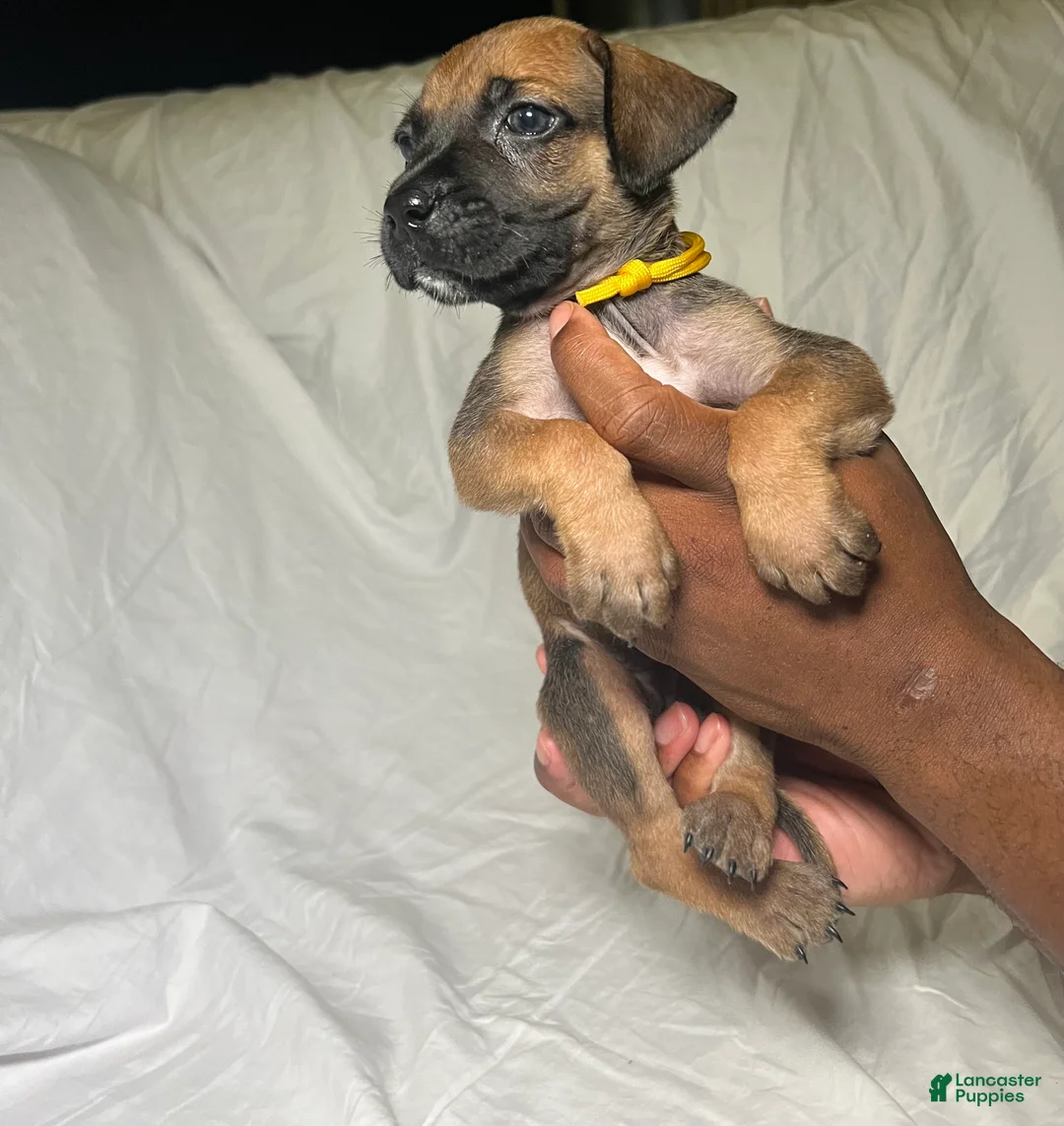 Presa Canario dogs for sale: Presa Canario 5 - Ad 1