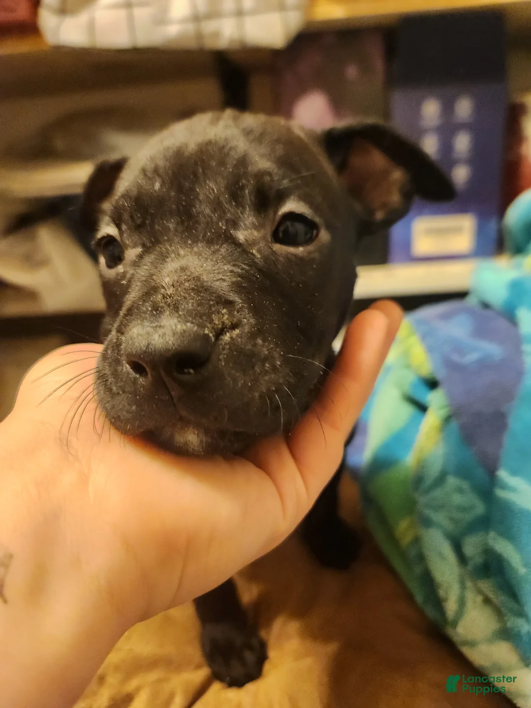 American Pit Bull Terrier dogs for sale: American Pit Bull Terrier 6 - Ad 1