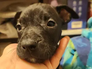 American Pit Bull Terrier dogs American Pit Bull Terrier 6 - Ad 30