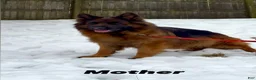 German Shepherd dogs for sale: Xena - Ad 11
