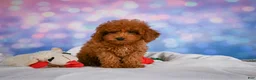 Miniature Poodle dogs for sale: Jamon - Ad 10