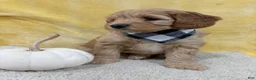 Mini Goldendoodle dogs for sale: Ginger - Ad 4