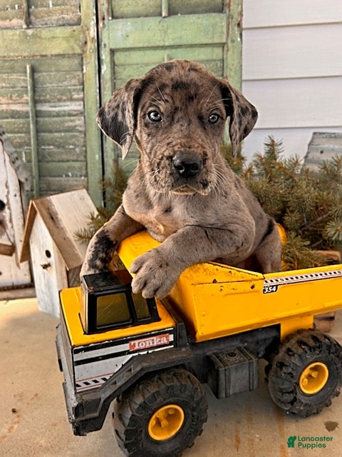 Great Dane dogs Rocco - Ad 1