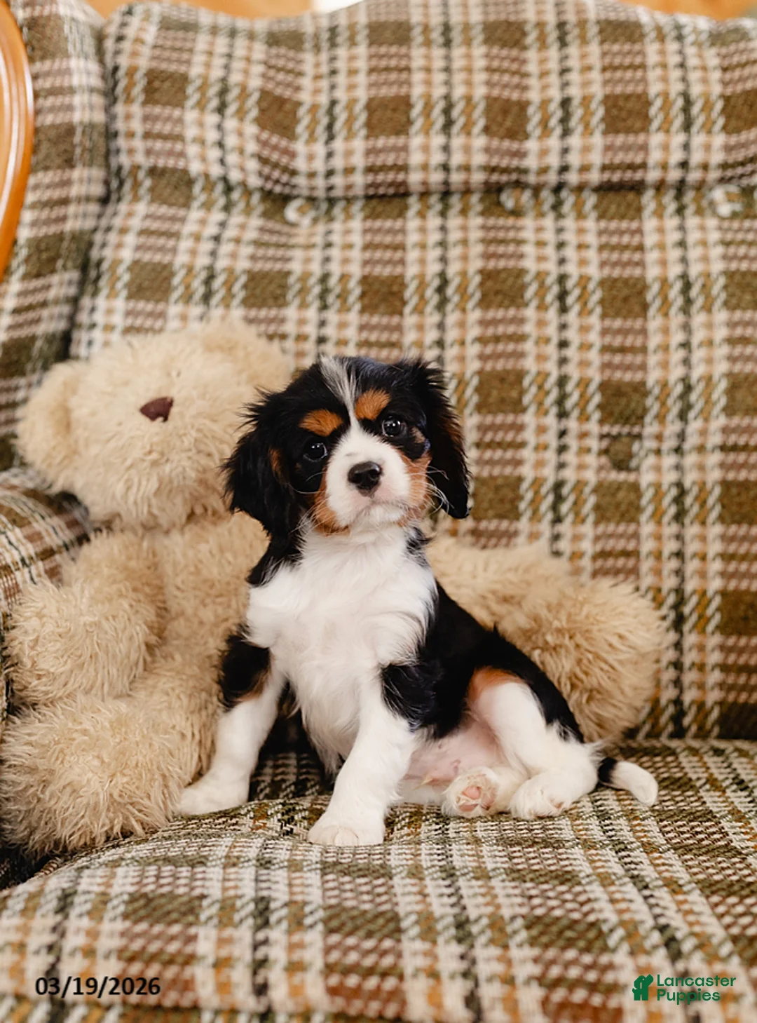 Cavalier King Charles Spaniel dogs for sale: Harold - Ad 2