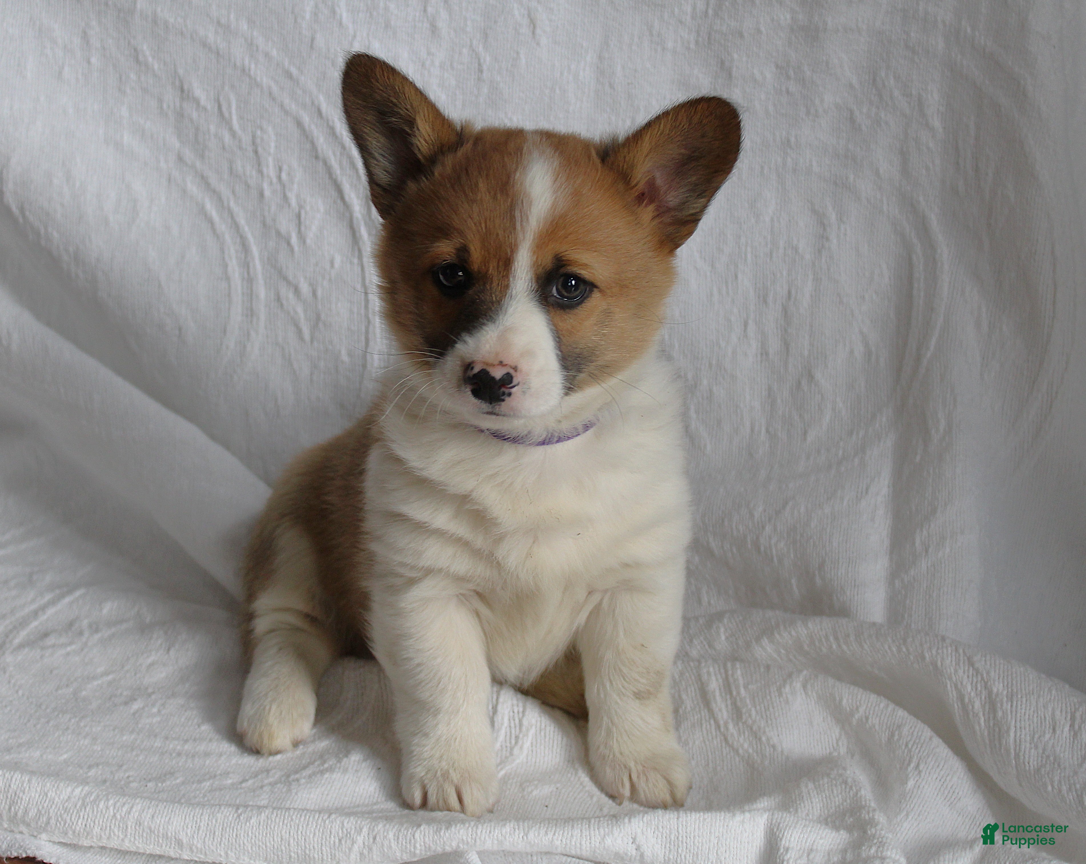 Welsh Corgi Pembroke dogs Pal - Ad 17