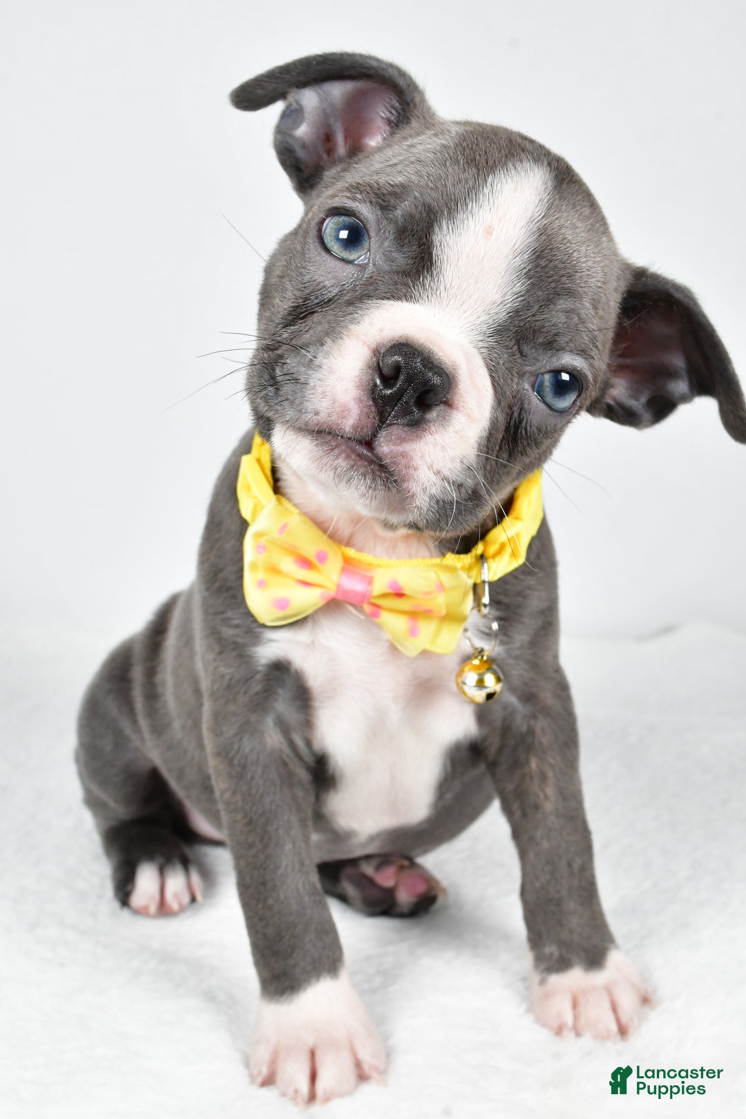 Boston Terrier dogs for sale: Wells - Ad 7