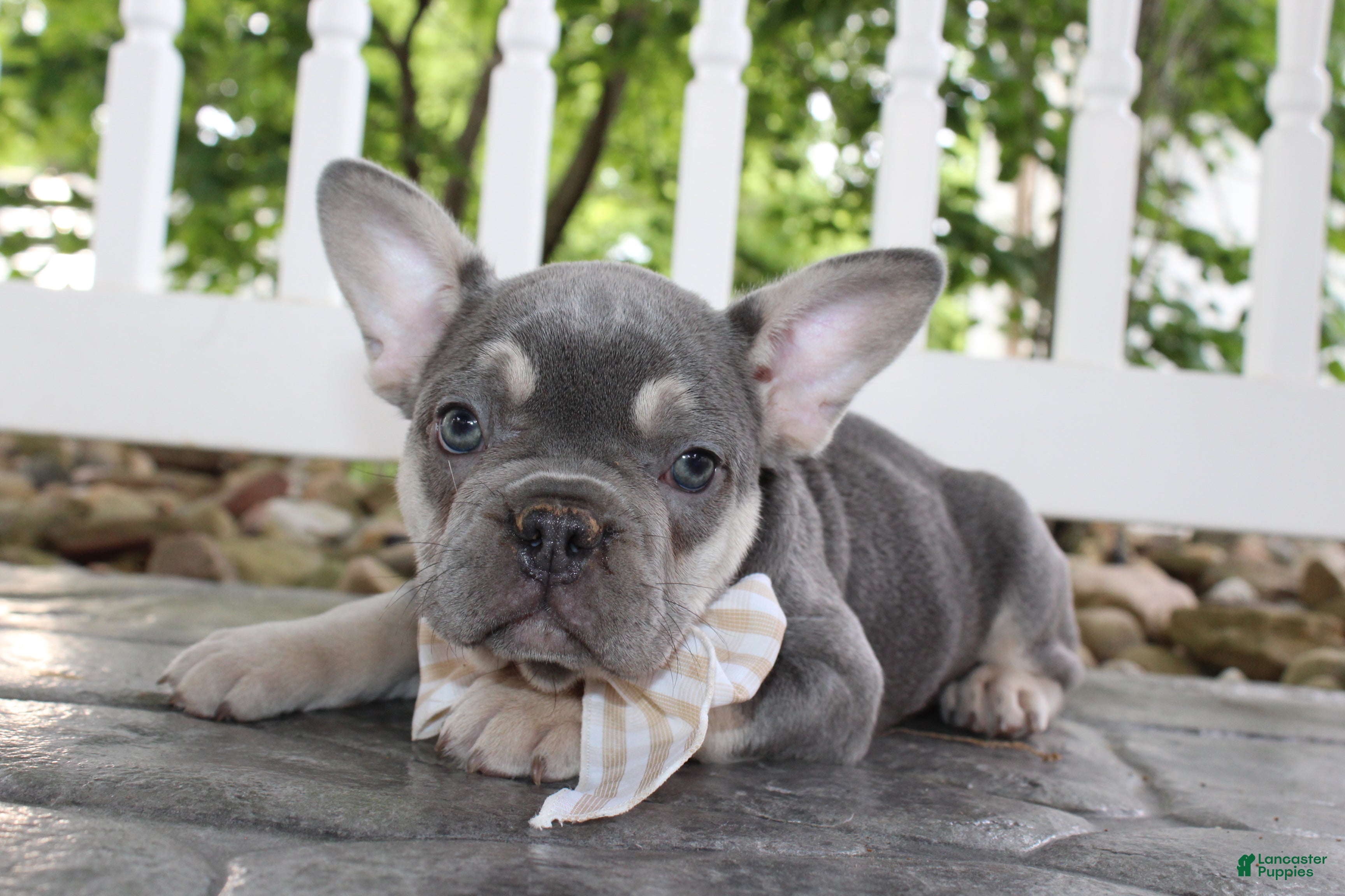 AKC Harper