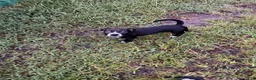 Mixed Breed dogs for sale: Sarper - Ad 7
