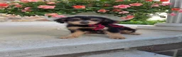 Yorkiepoo dogs for sale: Teddy - Ad 2