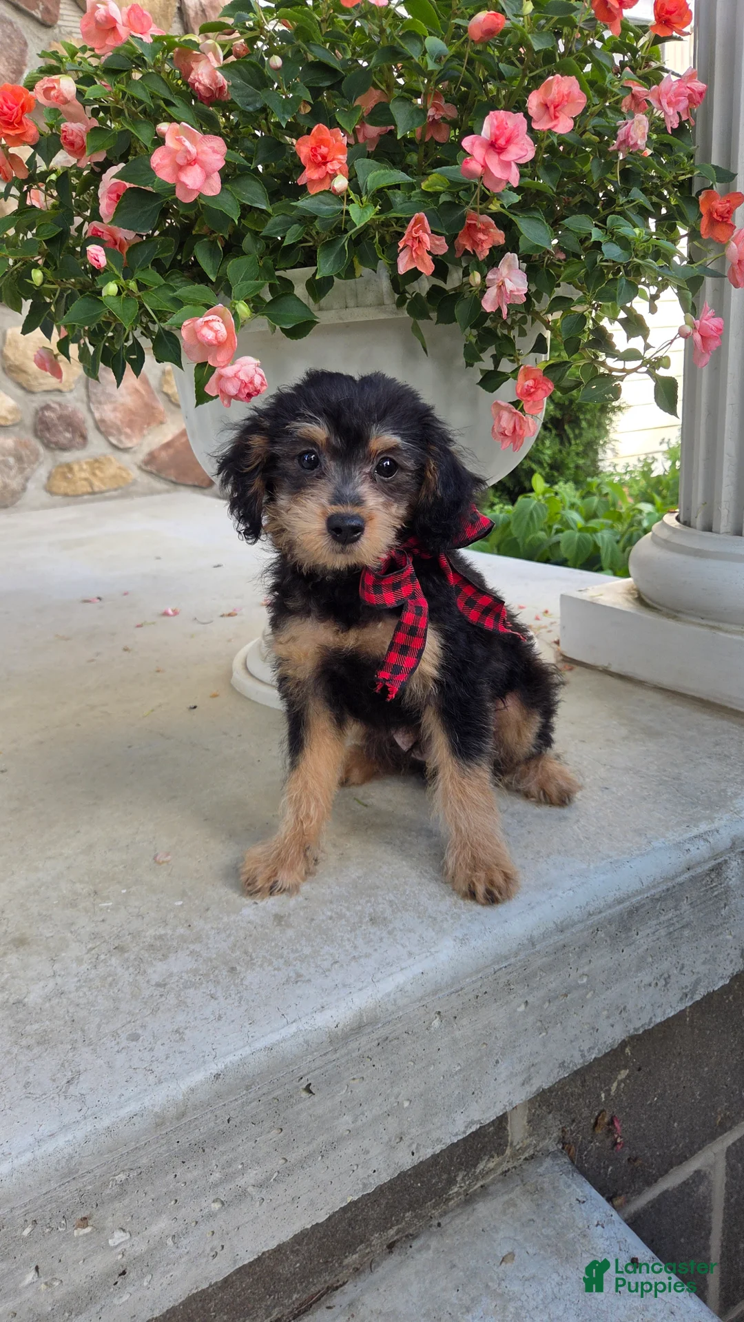 Yorkiepoo dogs for sale: Teddy - Ad 2