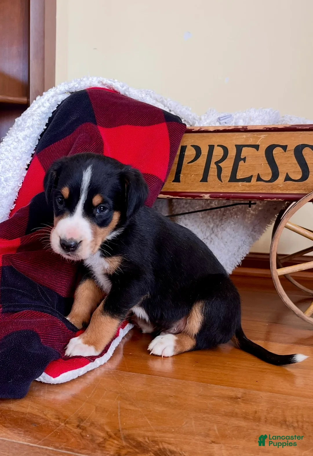 Greater Swiss Mountain Dog dogs for sale: Viking❤️🐾AKC Hip Cert❤️Call 717-859-8731 - Ad 2