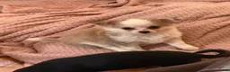 Chihuahua dogs for sale: Liam - Ad 3