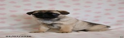 Pug dogs for sale: Bonny - Ad 5