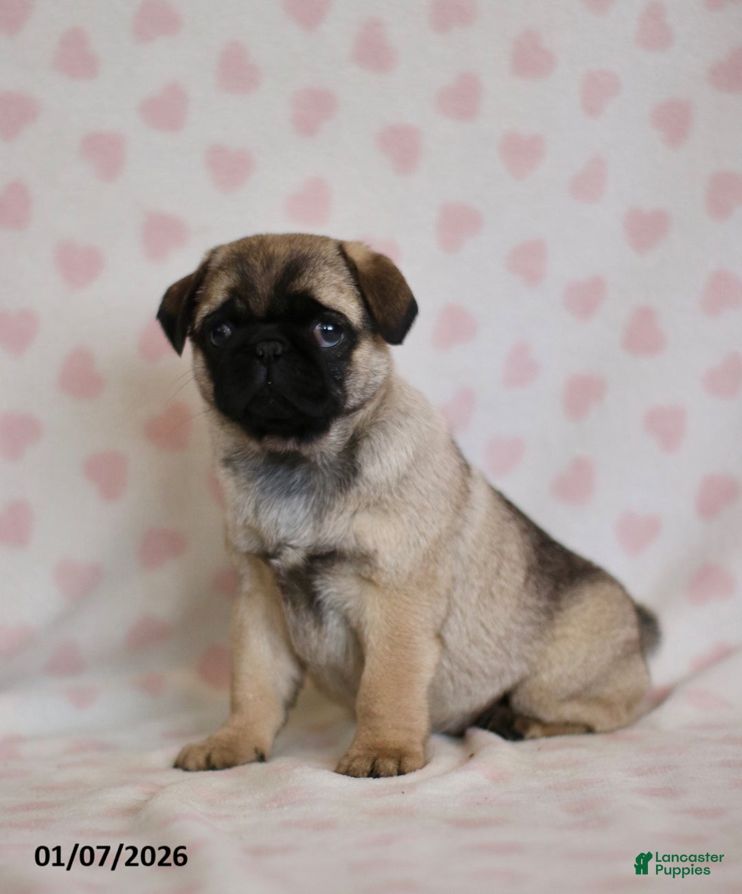 Pug dogs for sale: Bonny - Ad 5