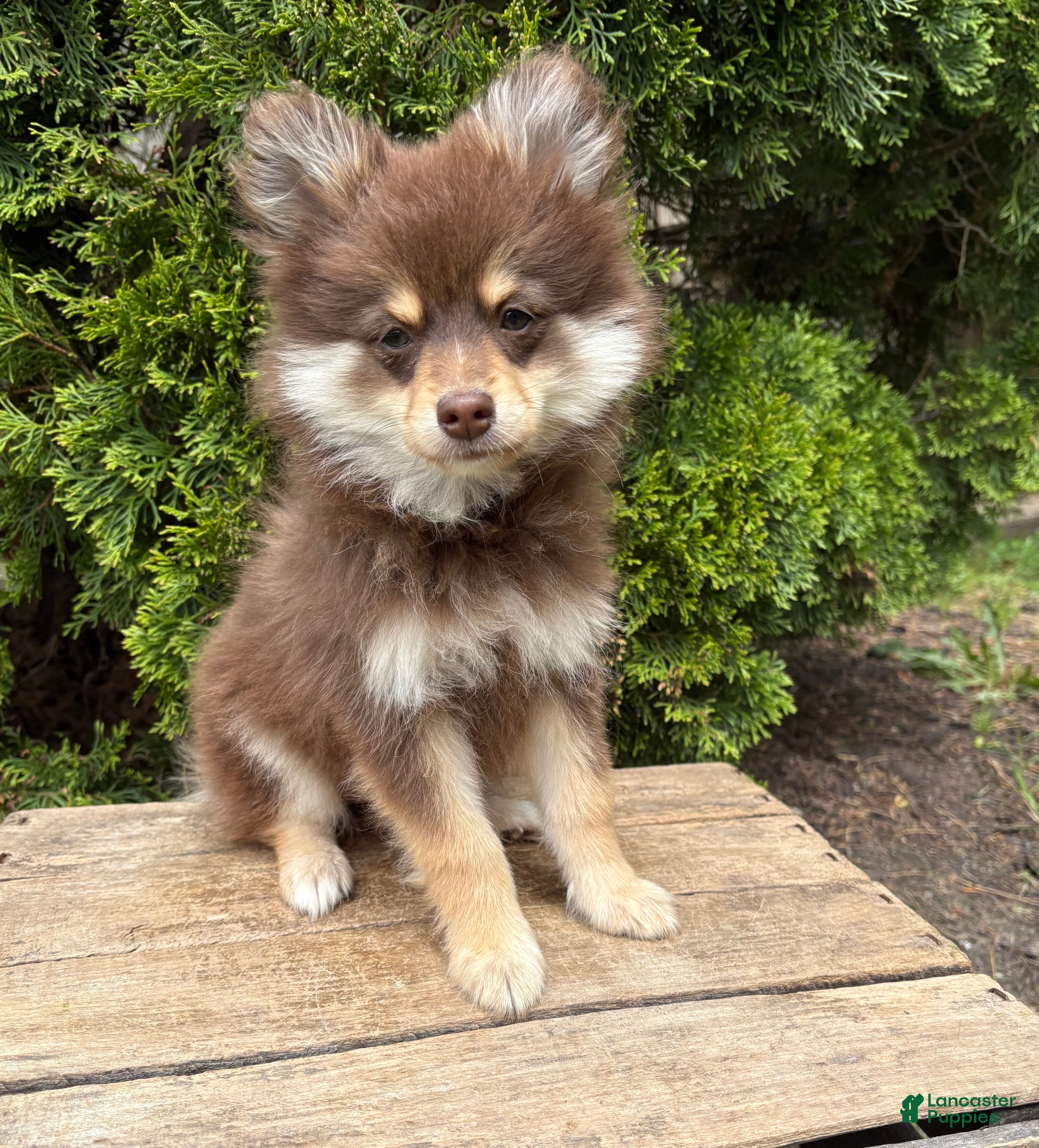 Pomeranian dogs KitKat - Ad 1