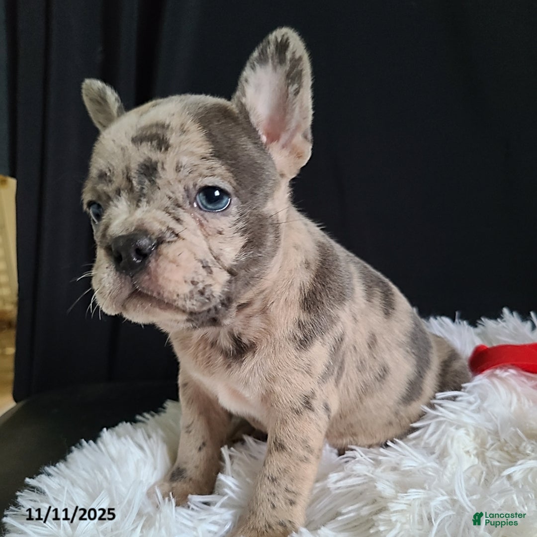 Frenchton dogs for sale: Pebbles - Ad 17