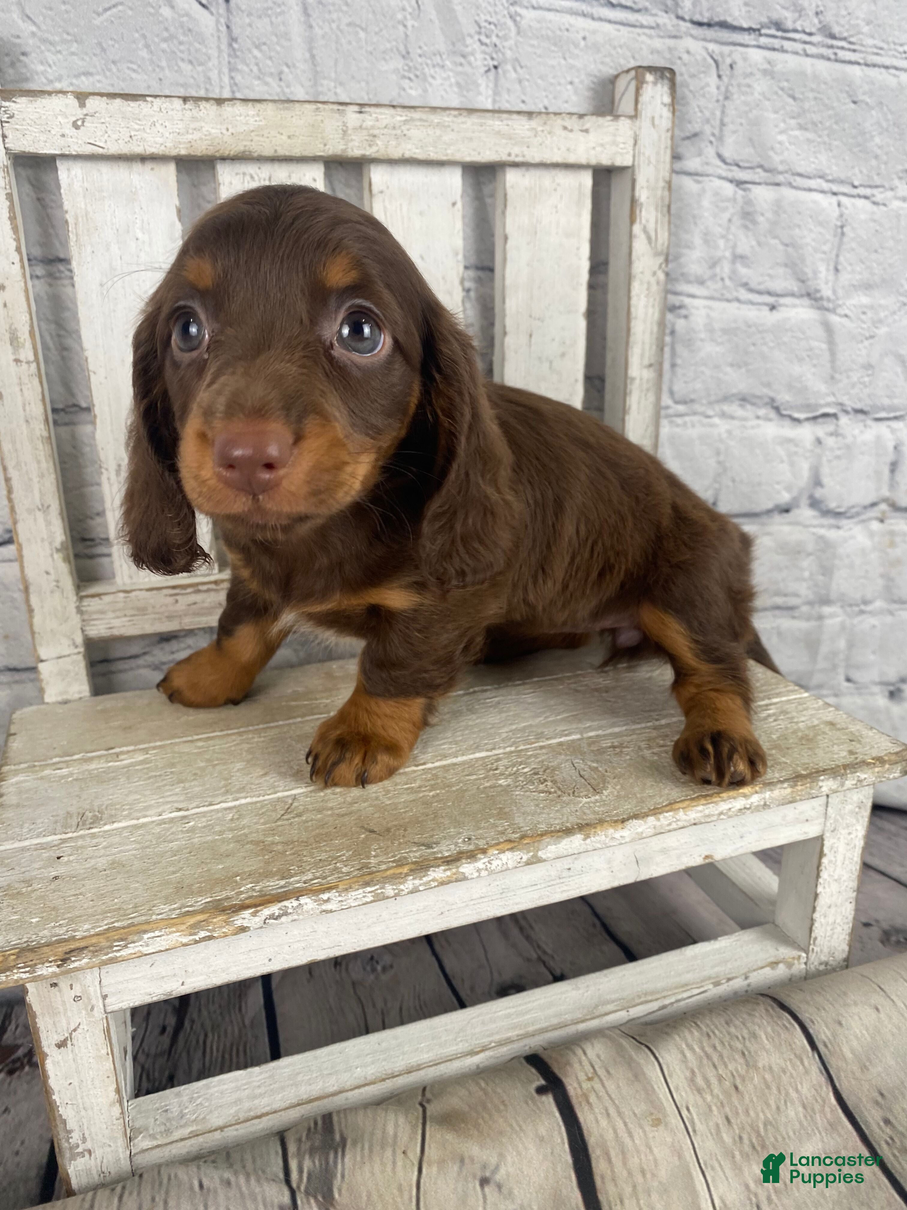 Miniature Dachshund dogs Lexi - Ad 1