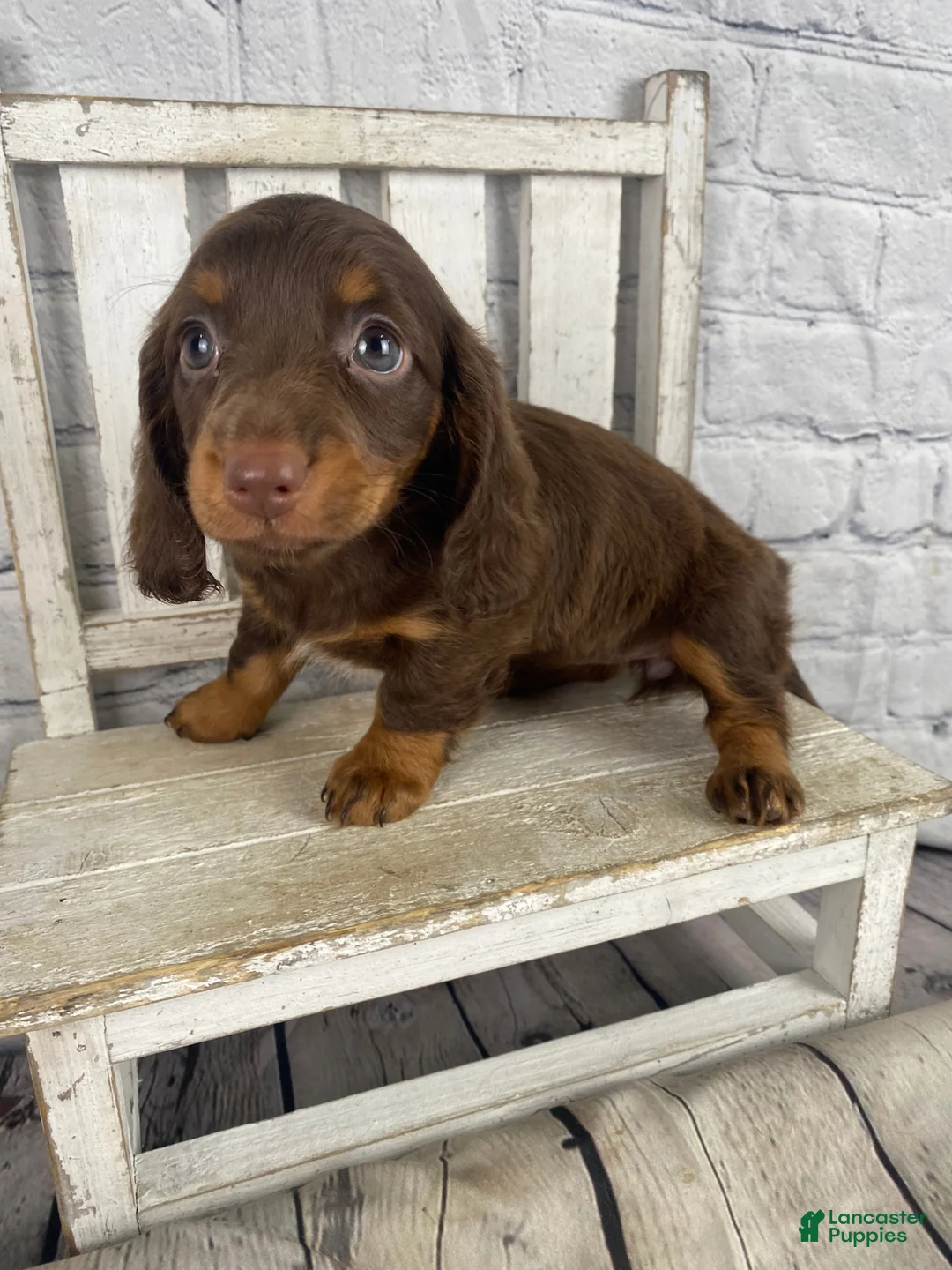 Miniature Dachshund dogs for sale: Lexi - Ad 1