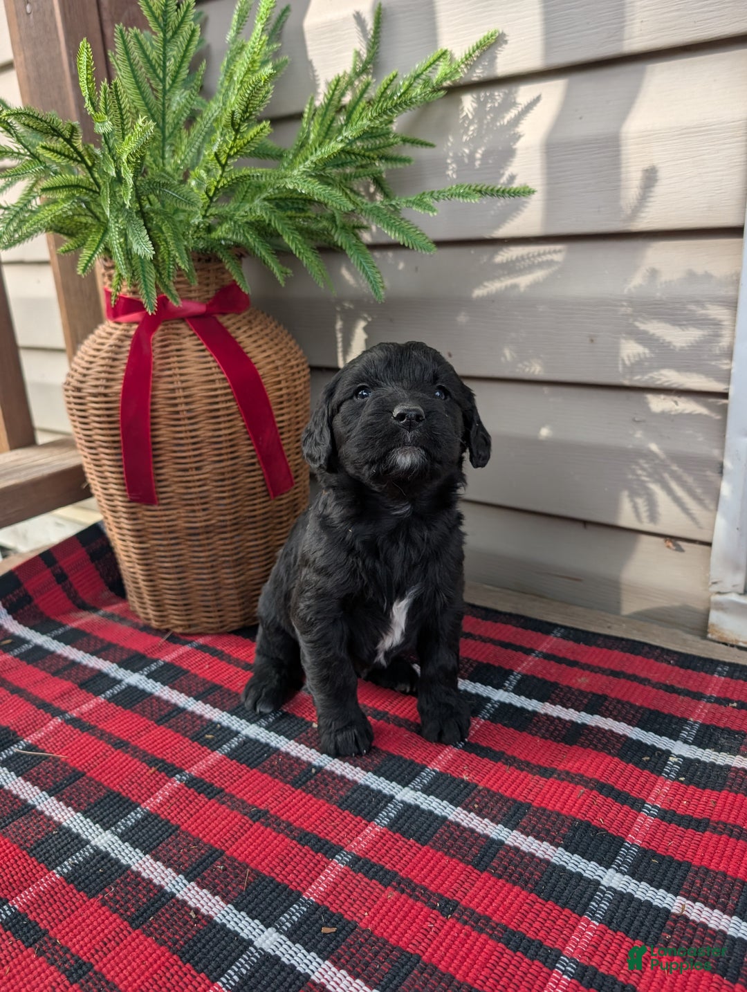 Mixed Breed dogs for sale: Chase  - Ad 2