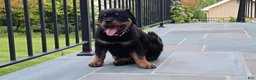 Rottweiler dogs for sale: Rottweiler 1 - Ad 22