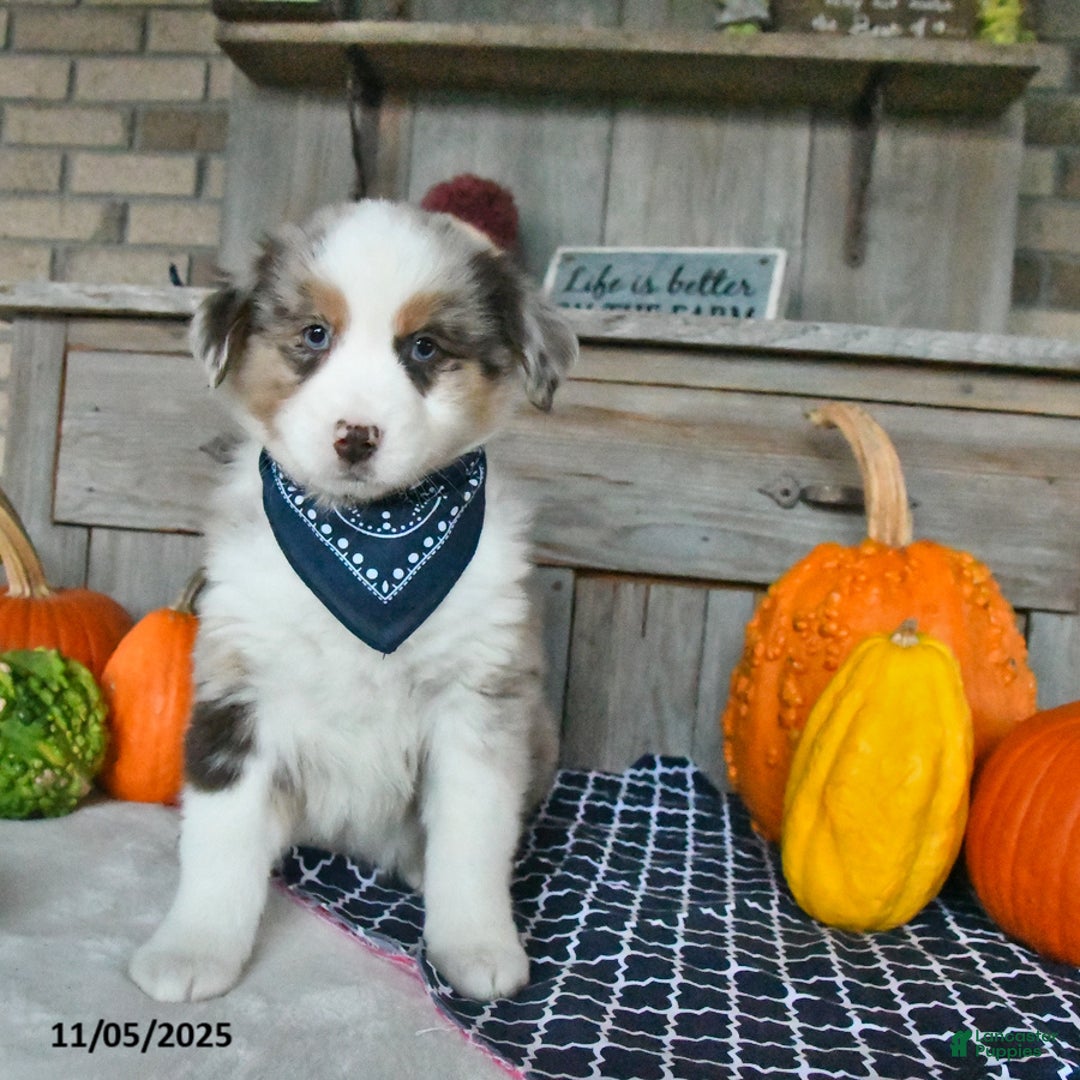 Australian Shepherd dogs for sale: Dusty - Ad 9