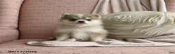 Pomsky dogs for sale: Bailey - Ad 3