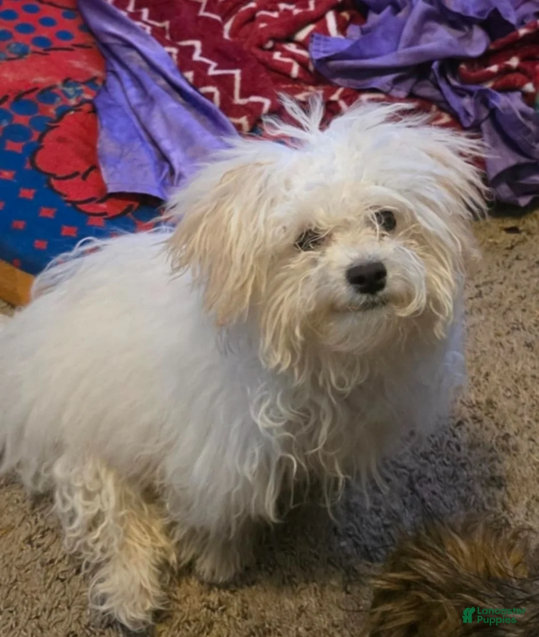 Miniature Poodle dogs for sale: Miniature Poodle 1 - Ad 3
