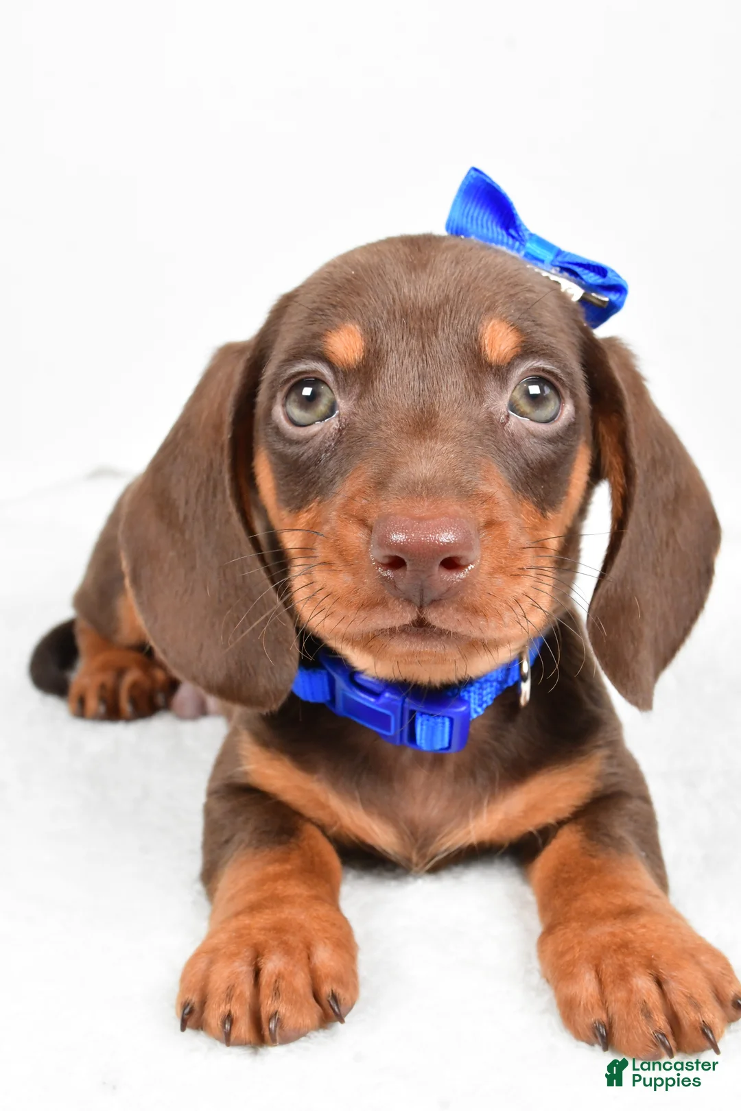 Miniature Dachshund dogs for sale: Teddy - Ad 4