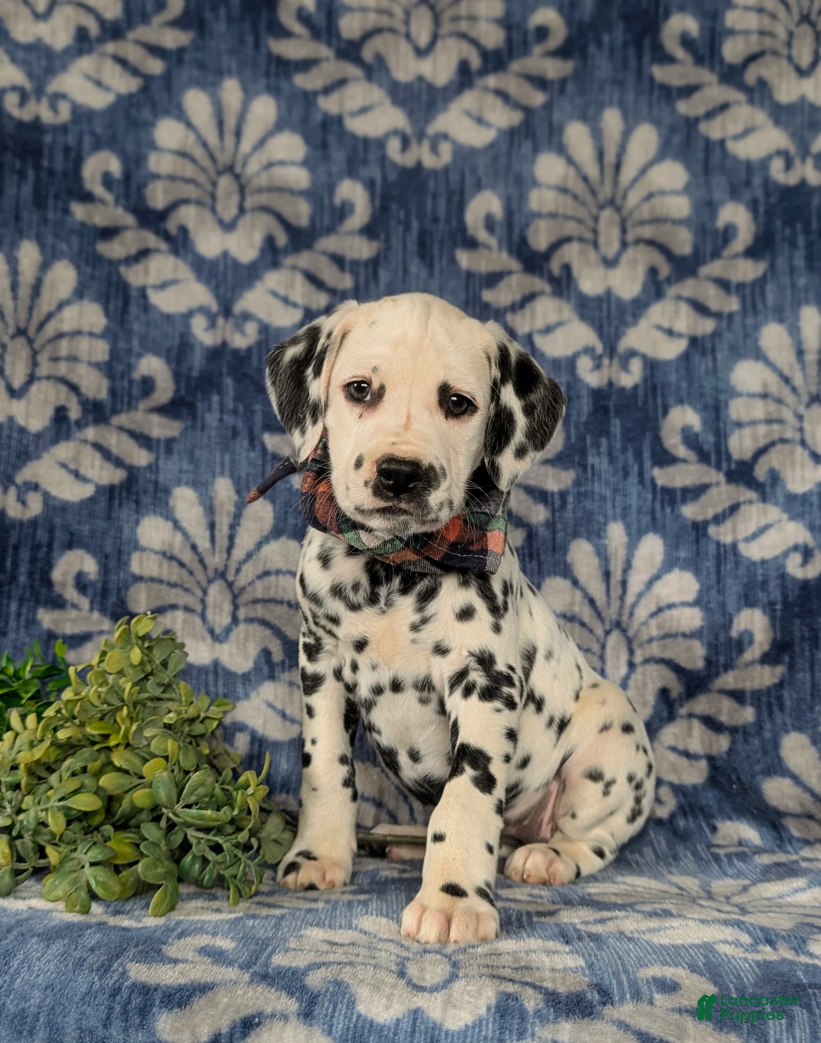 Dalmatian dogs Joziah - Ad 1