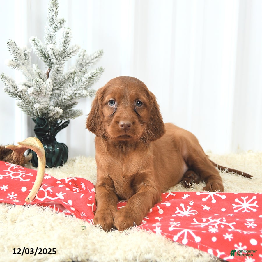 Irish Setter dogs Begonia - Ad 8