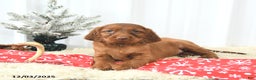 Irish Setter dogs for sale: Begonia - Ad 1