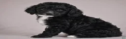 Cockapoo dogs for sale: Copper - Ad 5