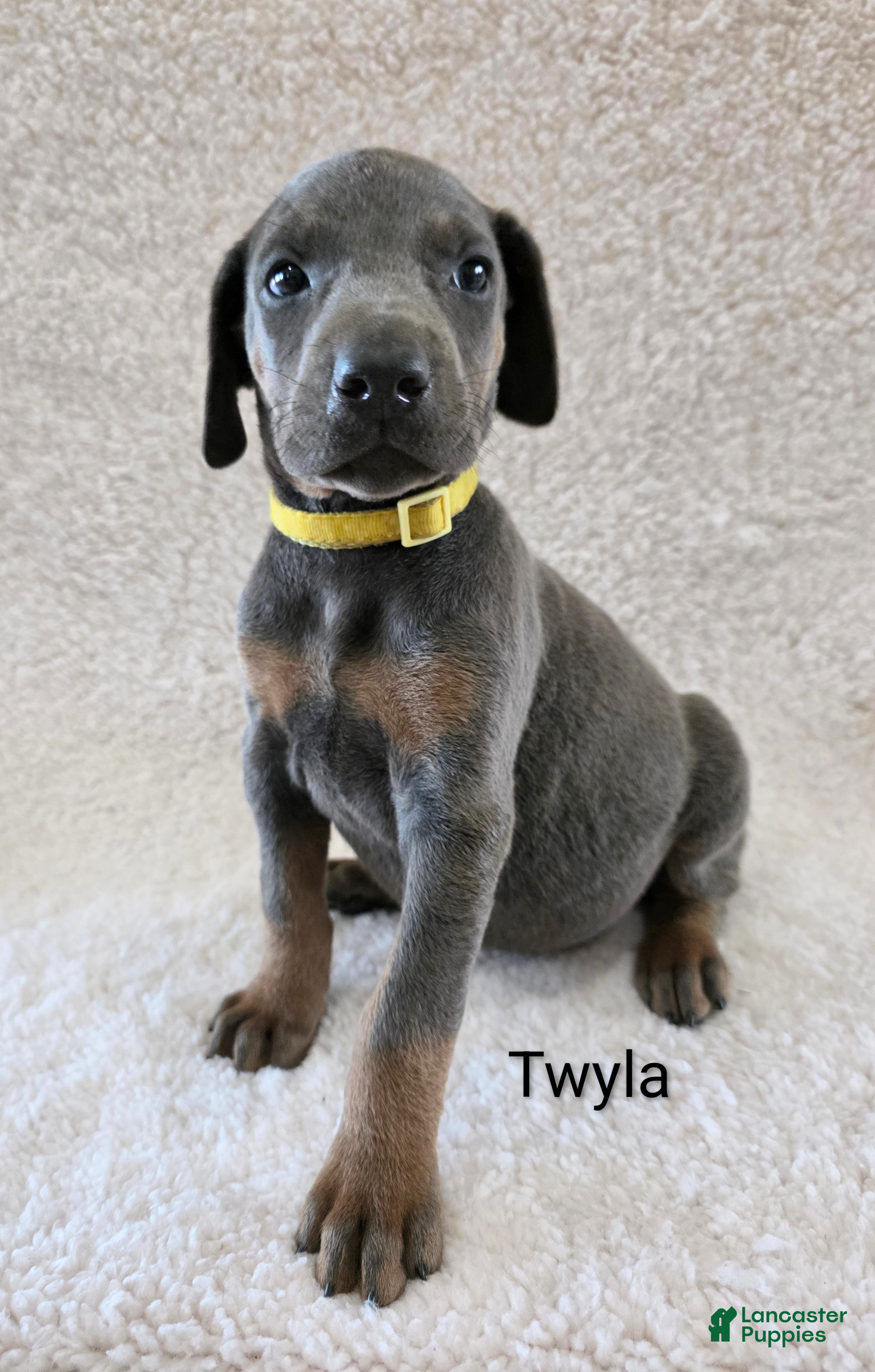 Doberman Pinscher dogs Doberman Pinscher Puppy 6 - Ad 20