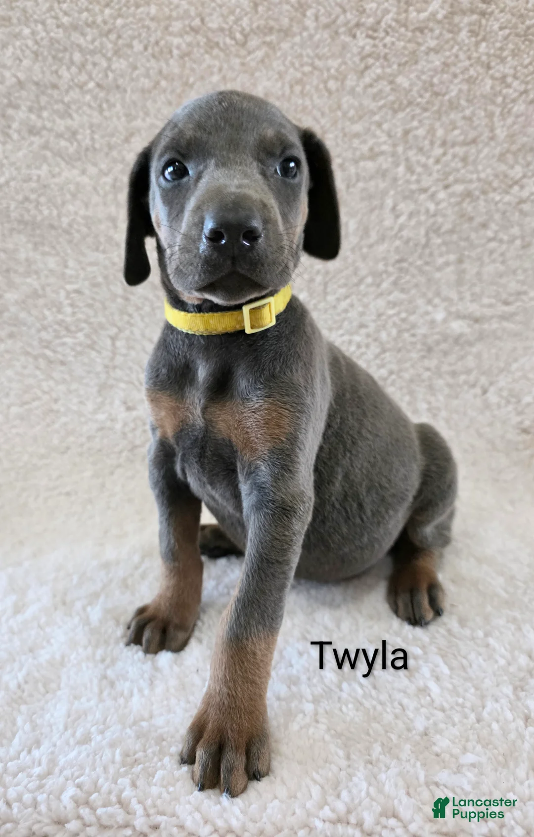 Doberman Pinscher dogs for sale: Doberman Pinscher Puppy 6 - Ad 2