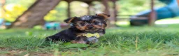 Yorkshire Terrier dogs for sale: Bentley - Ad 3